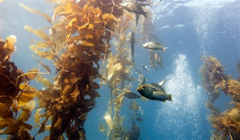 Mafic Seaweed: An Unsung Hero in the Fight against Ocean Acidification